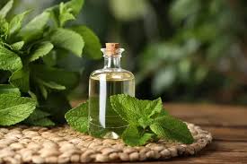 Honestly Modest Eucalyptus Mint Body Oil